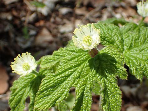 Goldenseal Benefits Dosage Side Effects And More