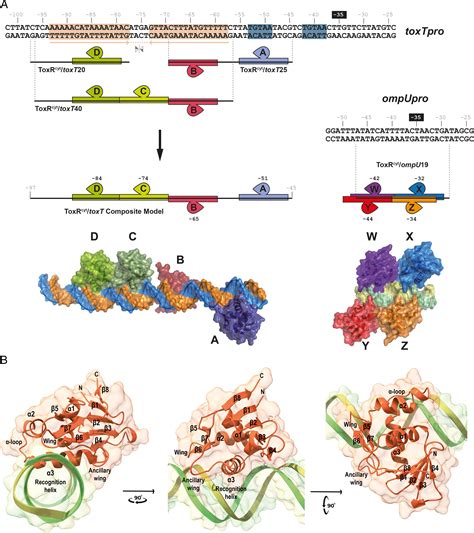 Toxr Activates The Vibrio Cholerae Virulence Genes By Tethering Dna To The Membrane Through