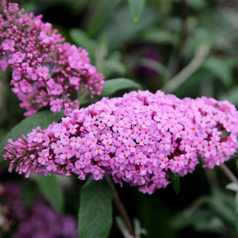 Buy Butterfly Bush Buddleja Pink Delight Delivery By Crocus