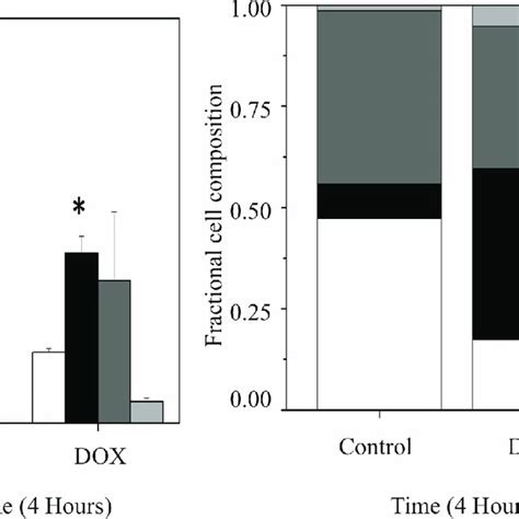 Doxorubicin Effect On Cells After Four Hours Left The Apoptosis