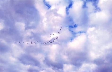 Kostenlose foto Natur Vogel Flügel Wolke Himmel Sonnenlicht