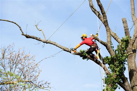 The Importance Of Local Tree Trimming In The Summer Months — Maguire Tree Care