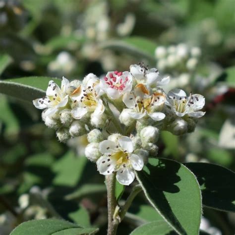 Cotoneasters (Genus Cotoneaster) · iNaturalist