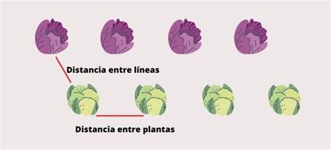 ¿cómo Funciona El Marco De Plantación Blog