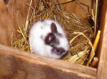 Care of Very Young Bunnies