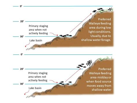 Walleye Length Weight Chart