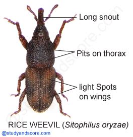 Pest of rice (Sitophilus oryzae): Distribution, Life cycle, Nature of damage and Control ...