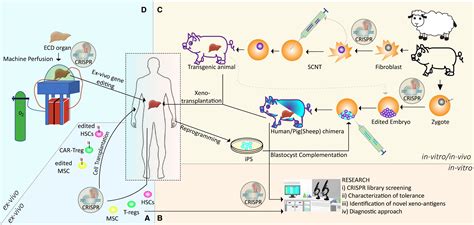 Applications Of Crispr Technologies In Transplantation American