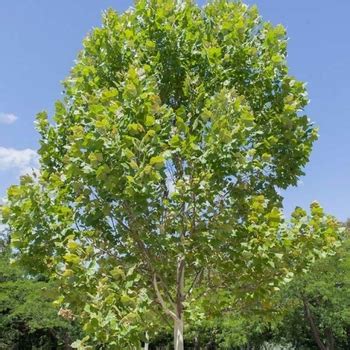 Platanus X Acerifolia Ivory Tower DTR 127 American Sycamore Garden