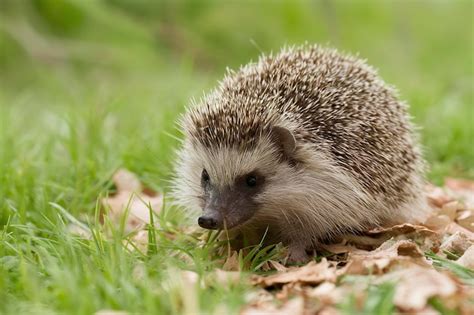 Premium Photo | Young hedgehog in natural habitat