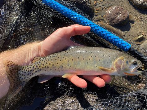 Native Trout Fly Fishing Green River Cutthroat Trout