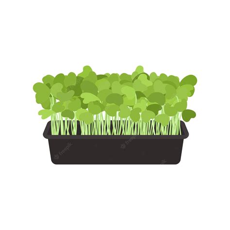 Premium Vector Vector Illustrations Of Microgreens