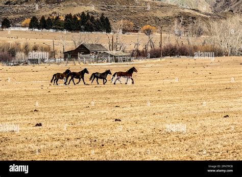 Wild Horses in field Stock Photo - Alamy