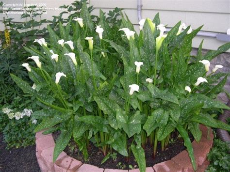 PlantFiles Pictures Zantedeschia Species Spotted Calla Lily White