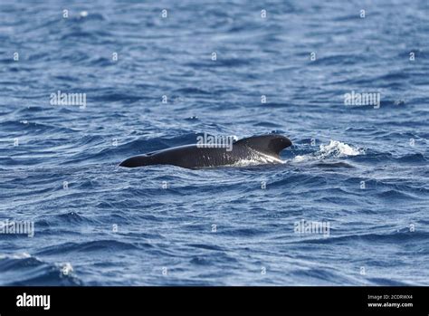 Long Finned Pilot Whales Globicephala Melas Spotted During Whale