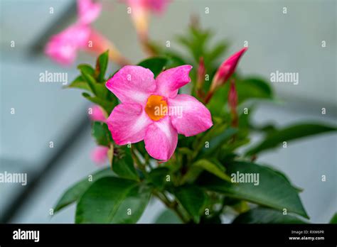 Five Pink Petals Hi Res Stock Photography And Images Alamy