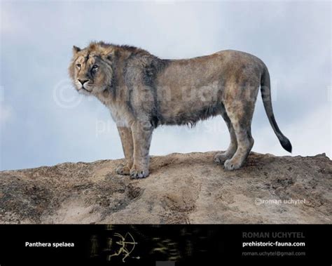 The cave lion (Panthera (Leo) Spelaea) was one of the biggest cats of ...