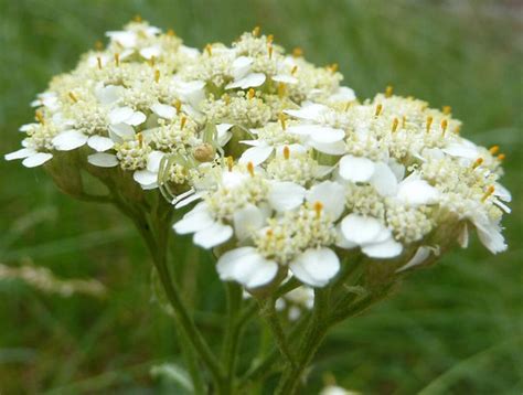 Achillea Millefolium Occidentalis Western Yarrow Seed Etsy