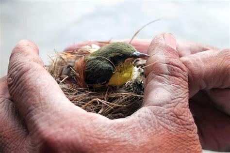 Que faire si vous trouvez un oiseau blessé et comment le soigner