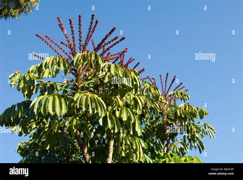 Umbrella Tree Hi Res Stock Photography And Images Alamy