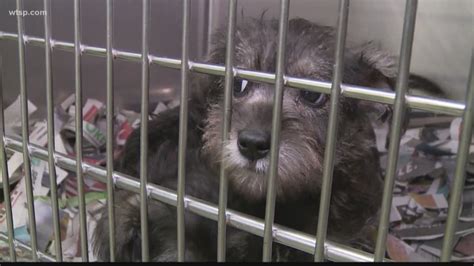 More Than 300 Rescued Dogs Up For Adoption At Humane Society