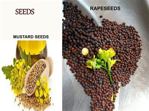 Rapeseed And Mustard Ppt By Haseena Shabnam Ppt