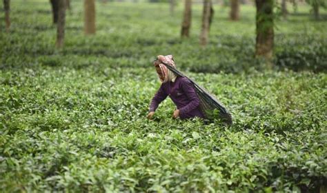 Budget 2024 Assam Tea Industry Seeks Exports Promotion Policy From Fm Sitharaman