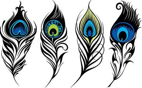 Pictures Of Peacock Feathers Illustrations Royalty Free Vector