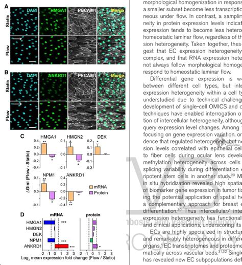 Endothelial Cell EC Transcriptomic Heterogeneity Compared With EC