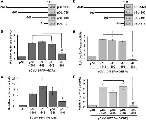 Figure 5 From Peroxisome Proliferator Activated Receptor Gamma Signal