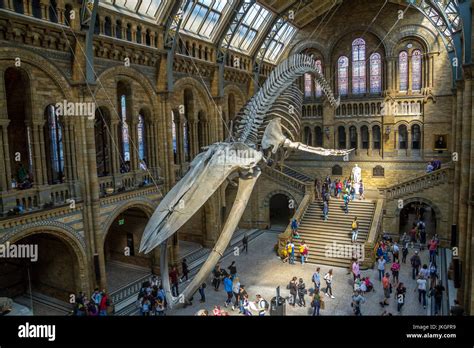 Diving blue whale skeleton hi-res stock photography and images - Alamy