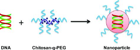 The Method Of Polyelectrolyte Complex Formation The Formation Of Download Scientific Diagram