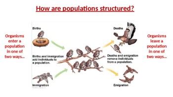 Ecology Population Dynamics Lecture PPT by Miss Vanessakay | TPT