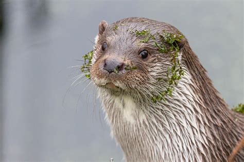 Koen Frantzen Nature Photography Otter Lutra Lutra