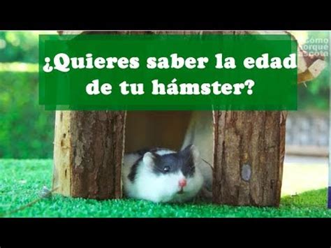 Como Saber Si Mi Hamster Es Macho O Hembra Peregrino Avendano