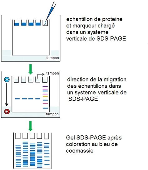 séparation des protéines selon la taille