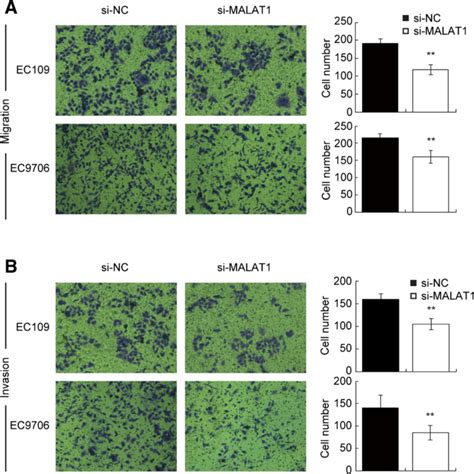 Inhibition Of Malat Impaired Invasive And Migratory Capacity Of