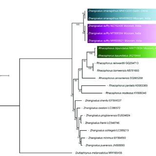 Maximum Likelihood Phylogram 16s RRNA Of The Suffry Red Webbed