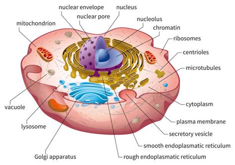 6200 Cytoplasm Stock Photos Pictures And Royalty Free Images Istock