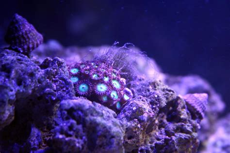 Hairy Zoas Coral Forum Nano Reef Community