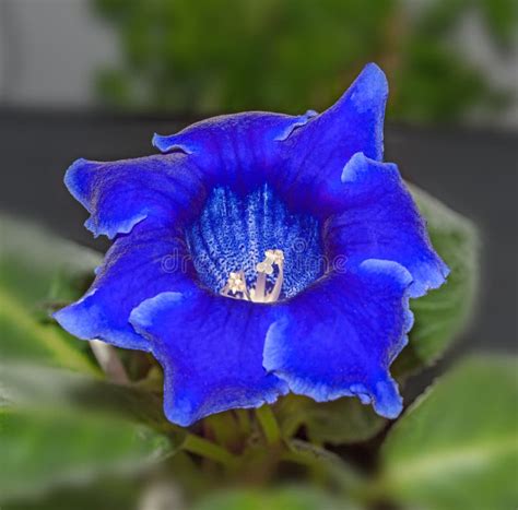 Blue Gloxinia Flower, Family Gesneriaceae, Close Up Stock Photo - Image ...