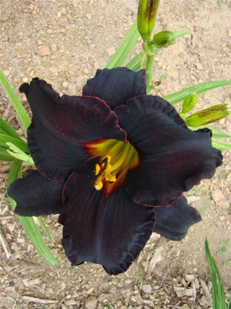 Oak Hill Daylilies Black Fury Daylily Garden Day Lilies Planting