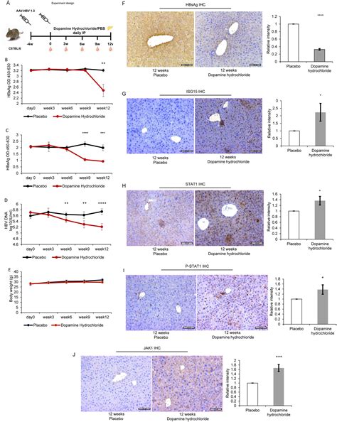 Dopamine Inhibits The Expression Of Hepatitis B Virus Surface And E