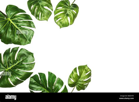 Tropical Pattern With Leaves Monstera Swiss Cheese Plant Isolated On White Background Stock