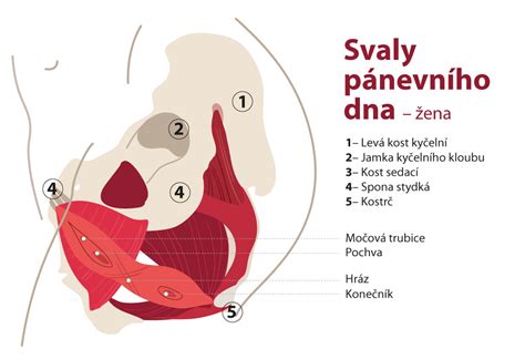 Vše co potřebujete vědět o aktivaci pánevního dna Moliklub