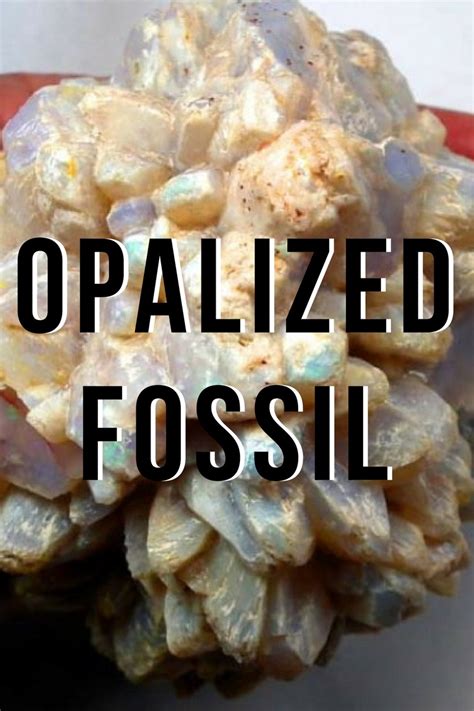 Opalized Fossil