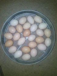 Kadaknath Eggs Kadaknath Chicks Service Provider From Mumbai