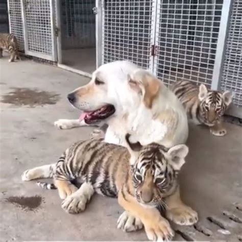 Lucky un perro amigable y cariñoso ha llamado la atención de la