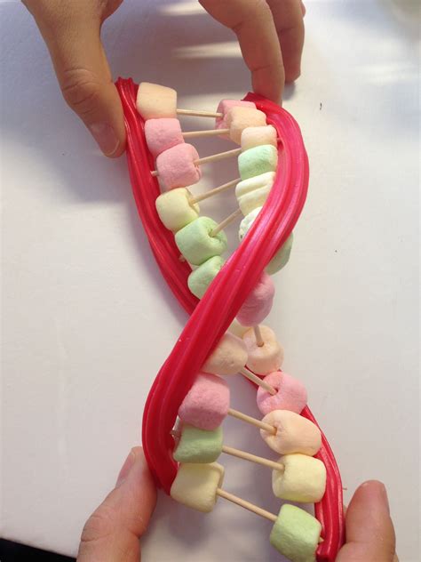 Marshmallow Dna Model Creative Dna Projects