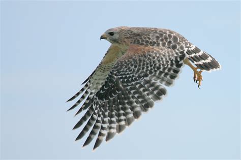 Red Shouldered Hawk Flight Photo Raul Quinones Photos At